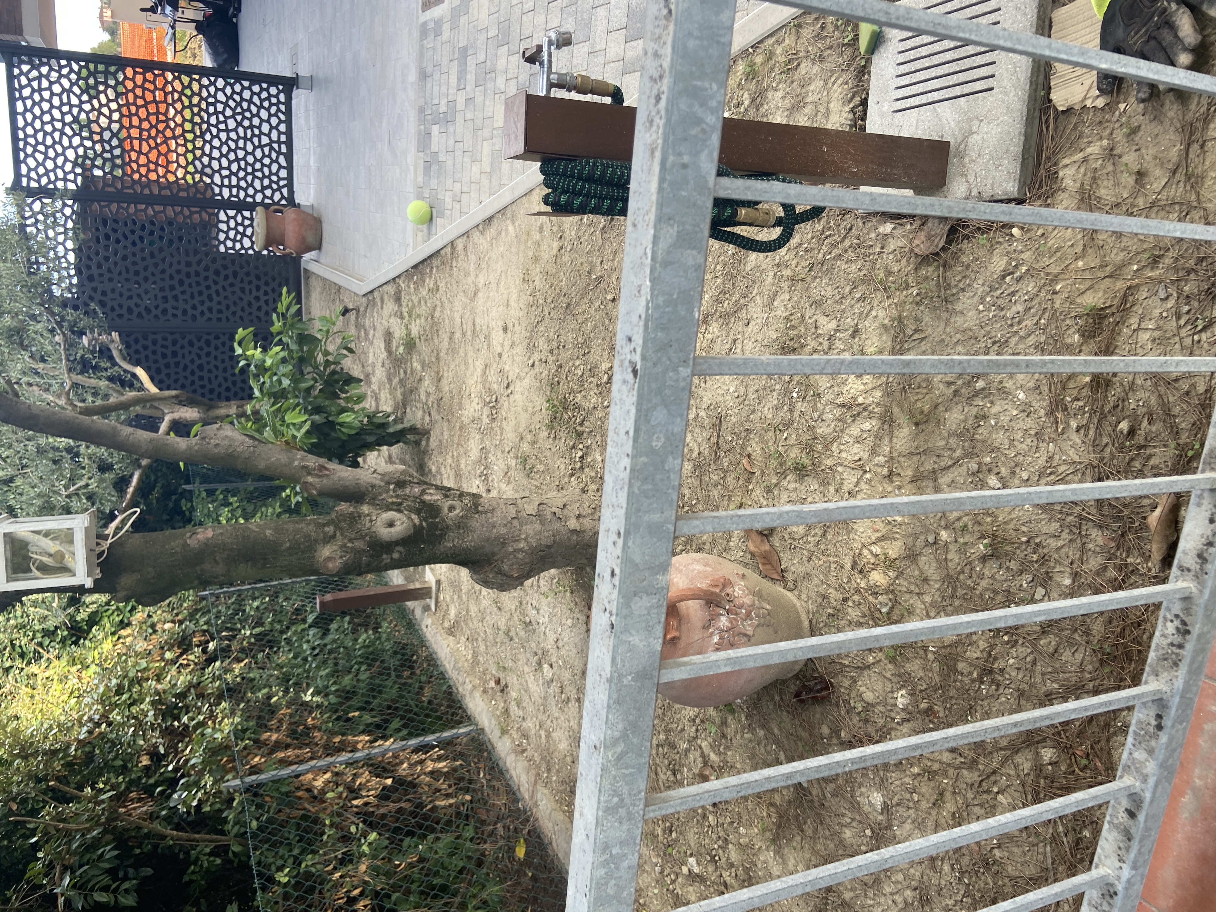 Prima IMG_5195