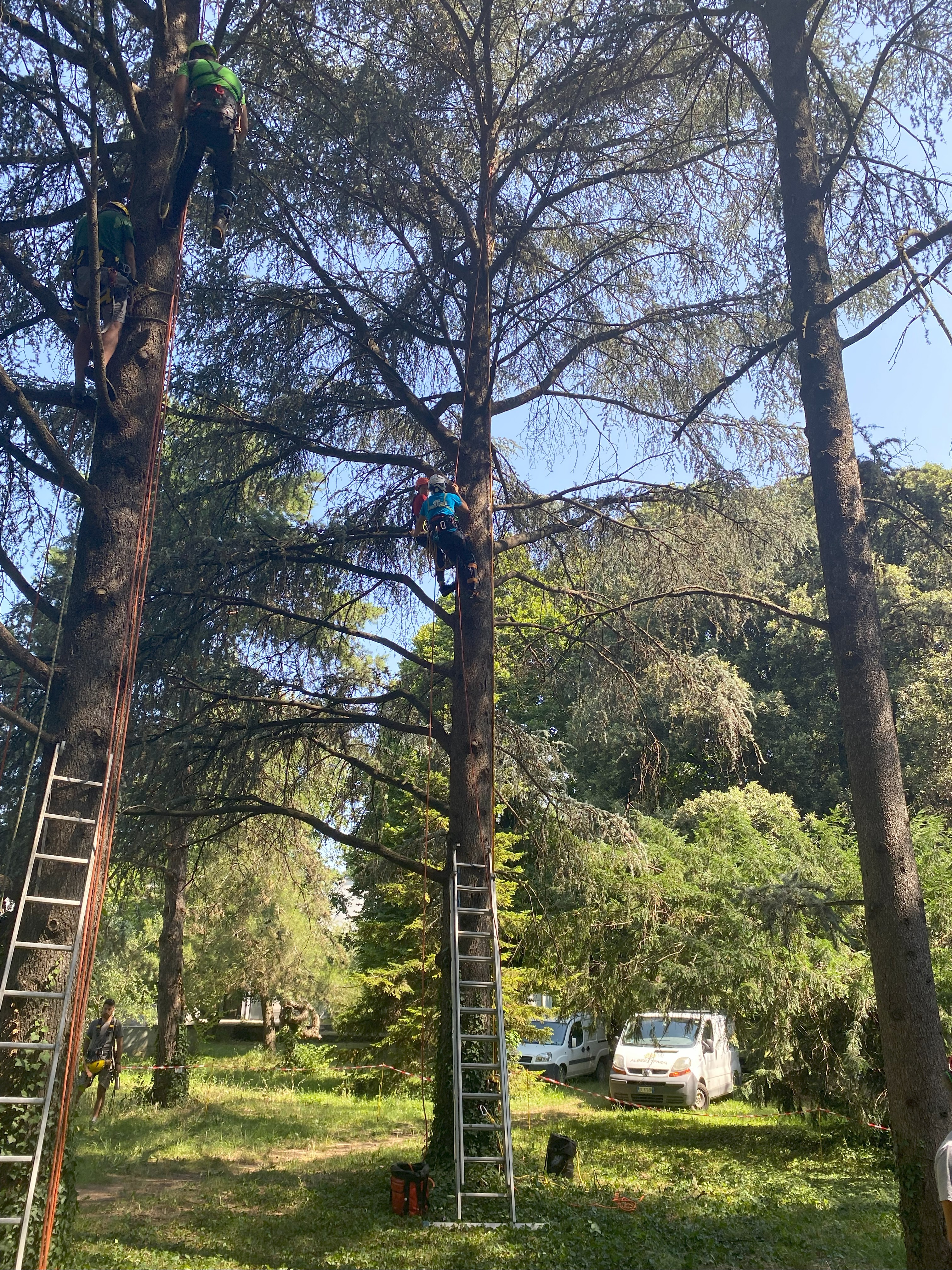 Potatura in tree climbing